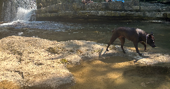 cindle pet sitter à BRUNOY 91800_3