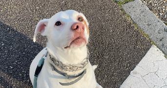 sélénia pet sitter à ELBEUF 76500_1