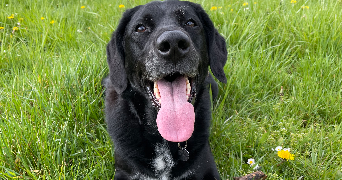 clarisse pet sitter à SAPOGNE ET FEUCHERES 08160_5
