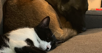 Chloé pet sitter à Massy 91300_2