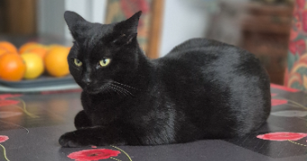 eva pet sitter à Raismes 59590_6