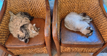adéliane pet sitter à LEVALLOIS PERRET 92300_2