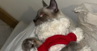julia pet sitter à SURESNES 92150_2