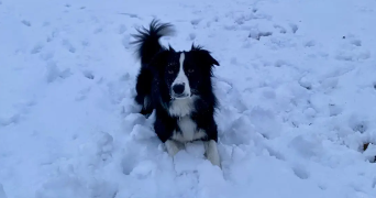 océane pet sitter à LES MARTRES DE VEYRE 63730_1