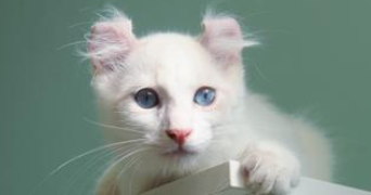 Ariane pet sitter à Sérigné 85200_0
