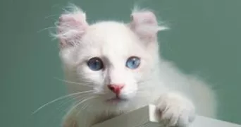 Ariane pet sitter à Sérigné 85200