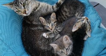 calista pet sitter à GRENOBLE 38000_1