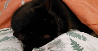 julie pet sitter à LE HAVRE 76600_3