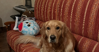 leo pet sitter à QUETIGNY 21800_3