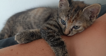 emilie cat sitter à LE HAVRE 76600_3