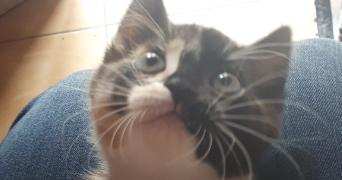 malvina pet sitter à Givors 69700_0