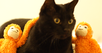 anne-laure cat sitter à PARIS 10 75010_2