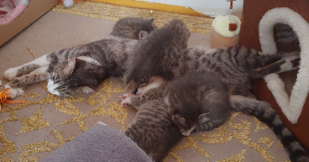 sanae pet sitter à POITIERS 86000_2
