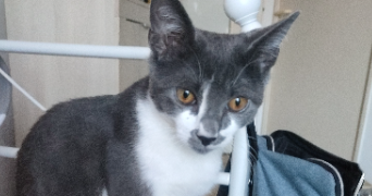 manon pet sitter à VICHY 03200_0