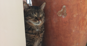 suzanne pet sitter à THIAIS 94320_2