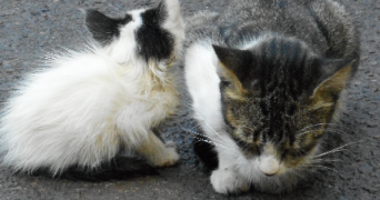 muriel pet sitter à BRETAGNE DE MARSAN 40280_0