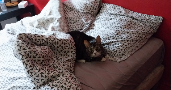 corine pet sitter à Villefranche-sur-Saône 69400_9