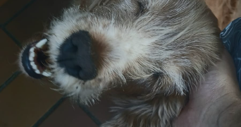laura pet sitter à TOULOUSE 31000_7