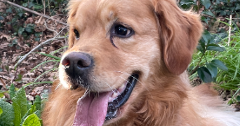 aglaé pet sitter à LANDERNEAU 29800_2
