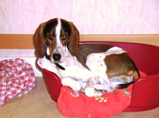 Cécile  pet sitter à Nancy 54000_2