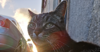 miranda pet sitter à GETIGNE 44190_1