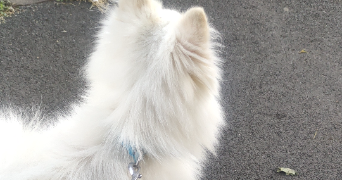 stiven pet sitter à ATHIS MONS 91200_5