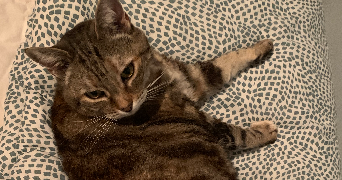 emmanuelle pet sitter à VALLEES D ANTRAIGUES ASPERJOC 07530_3