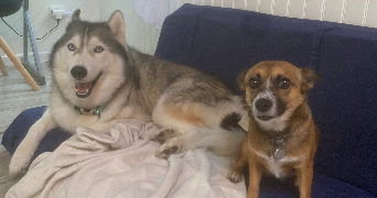 jérémy pet sitter à SANGUINET 40460_7