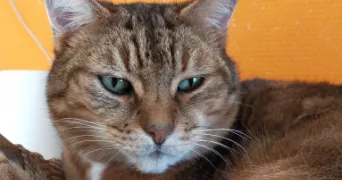 amélie pet sitter à ST AIGNAN 72110