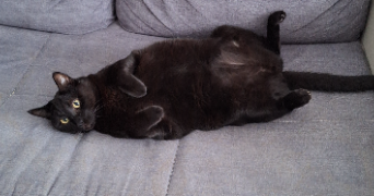 aurelie pet sitter à CHAMPIGNY SUR MARNE 94500_5