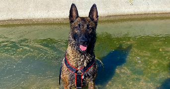 leandra pet sitter à ISTRES 13800_5