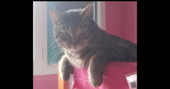 nolwenn cat sitter à CRETEIL 94000_2
