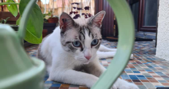 thomas pet sitter à TOULOUSE 31300_3