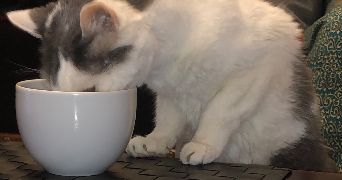 nesrine pet sitter à MONTREUIL 93100_1