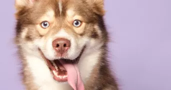 angélique pet sitter à TAULE 29670