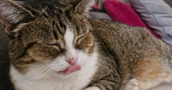 noa pet sitter à Rouen 76000_1