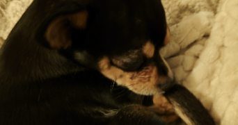 eve pet sitter à MAISONS ALFORT 94700_0