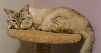 syleena pet sitter à LYON 02 69002_3
