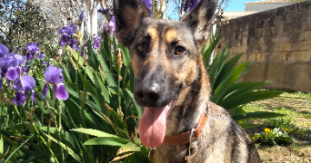 ashley pet sitter à AMBILLY 74100_2