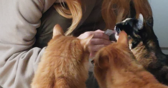 jade pet sitter à VIMY 62580_1