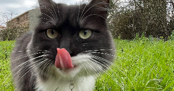 marie pet sitter à Chantonnay 85110_1