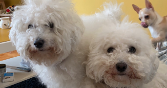 maëlys pet sitter à NANCY 54000_6
