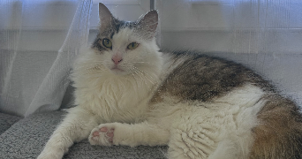 zoé pet sitter à ST LOUBES 33450_6