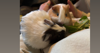 manon pet sitter à NOUATRE 37800_5