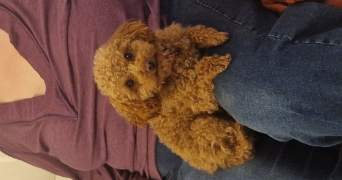 sabrina pet sitter à TOURCH 29140_7