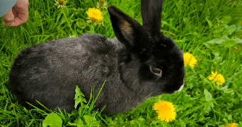 ambre pet sitter à MONTGESOYE 25111_1