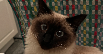 marine pet sitter à BEZONS 95870