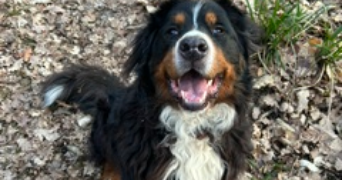 ines pet sitter à ST LEU D ESSERENT 60340_1
