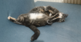 anne-sophie pet sitter à ST OUEN L AUMONE 95310_4