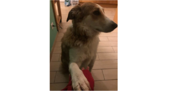 amélie pet sitter à BORDEAUX 33000_0